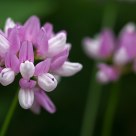 Pink on green